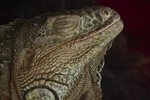 close up detail of a green iguana with a black background photo