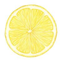 Slice of Lemon fruits. Isolated hand drawn watercolor illustration. Half tropical citrus fruit. Design for menu, package, cosmetic, textile, cards vector