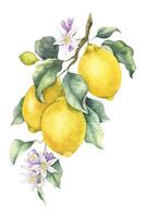 Branch of Lemon fruits, flowers and leaves. Isolated hand drawn watercolor illustration. Tropical citrus fruit. Design for menu, package, cosmetic, textile, cards vector