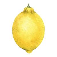 Fruta de limón fruta. aislado mano dibujado acuarela ilustración. tropical agrios fruta. diseño para menú, paquete, cosmético, textil, tarjetas vector