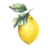 Branch of Lemon fruits and leaves. Isolated hand drawn watercolor illustration. Tropical citrus fruit. Design for menu, package, cosmetic, textile, cards vector