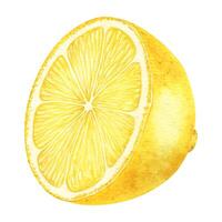 Slice of Lemon fruits. Isolated hand drawn watercolor illustration. Half tropical citrus fruit. Design for menu, package, cosmetic, textile, cards vector