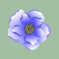 iisolated illustration of violet flower anemone vector