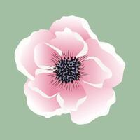 isolated illustration of pink anemone flower vector