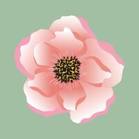 isolated illustration of coral anemone flower vector