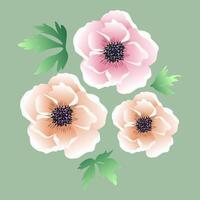 pink and peach anemone with green leaves vector