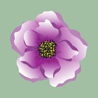 iisolated illustration of fuchsia flower anemone vector