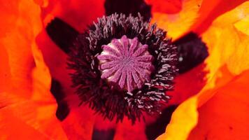 rot Mohn Blume Kopf schließen oben von Blütenblatt. Mohnblumen im das Wiese wild Mohn Feld, schwingen durch Wind. Makro. Nahansicht von blühen Mohn. Lichtung von rot Mohn. Sanft Fokus verwischen. Papaver sp. video