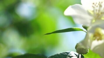 Jasmin Blumen Nahaufnahme. Jasmin Blumen Blühen im Frühling Garten. Aroma Therapie, duftend Tee, Parfüm Zutat. murraya paniculata auf ein früh Frühling Morgen schleppend Bewegung Aufnahmen video