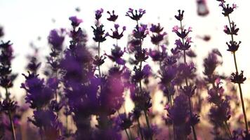 lavendel- fält med doftande lila blommor blomma på solnedgång. frodig lavendel- buskar i ändlös rader. organisk lavendel- olja produktion i Europa. trädgård aromterapi. långsam rörelse, stänga upp video