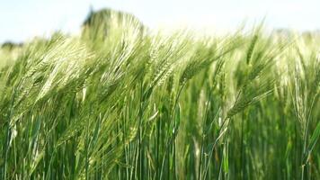 puesta de sol trigo campo. verde trigo coles en un campo en el rayos de atardecer, con joven dispara a primavera. concepto de trigo agricultura, agricultura y orgánico eco-bio comida producción video