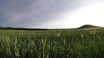 zonsondergang tarwe veld. groen tarwe spruiten Aan een veld- in de stralen van zonsondergang, met jong schiet Bij de lente. concept van tarwe landbouw, landbouw en biologisch eco-bio voedsel productie video