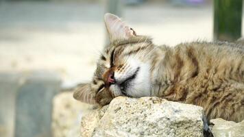 A cute happy grey tabby kitten lies and rests on the floor of the park in the rays of sunlight, looks at the camera, wiggles its ears and enjoys the morning sun. video