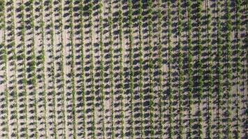 Aerial Modern Garden. aerial top view of an apple orchard planted using modern gardening techniques. Rows of young, well-groomed trees, geometry of modern farms and organic farming practices. video