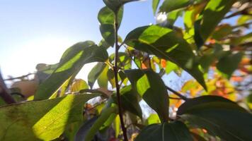 rijp dadelpruimen sieren boom takken. dadelpruimen hangen van boom takken met levendig bladeren in herfst gekust tuin, presentatie van natuur seizoensgebonden overgang. biologisch landbouw productie. eco landbouw video