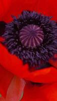 un' rosso papavero fiore con un' buio centro. scarlatto papaveri fiori con selettivo messa a fuoco. rosso papaveri nel morbido luce. radura di rosso papaveri. morbido messa a fuoco sfocatura. papaver sp. verticale video