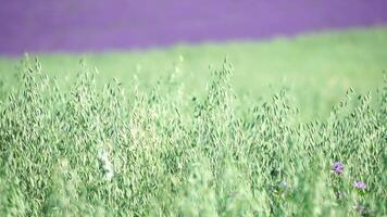 Green oat ears sway by wind on field at sunset. Scenic summer landscape. Oat - Avena sativa. Organic agriculture harvesting agribusiness concept. Slow motion, close-up video