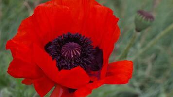 A red poppy flower with a dark center. scarlet poppies flowers with selective focus. Red poppies in soft light. Glade of red poppies. Soft focus blur. Papaver sp. video