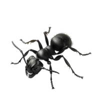 formiga formiga, preto, isolado em transparente fundo png