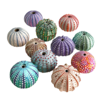 Sea Urchin shells on transparent background. png