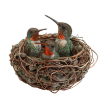 Humming Birds in nest on transparent background. png