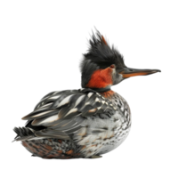 A duck with a mohawk on its head on transparent background. png