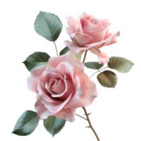 Generated AI Pink roses painted on a transparent background for valentine s day png