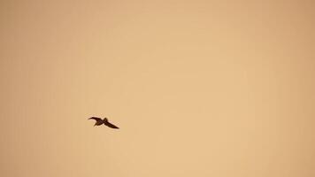 une troupeau de mouettes mouche dans chaud le coucher du soleil ciel plus de le océan. silhouettes de mouettes en volant dans lent mouvement avec le mer dans le Contexte à le coucher du soleil. soir. personne. liberté concept video