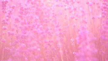 lavanda campos con fragante púrpura flores floración a puesta de sol. lozano lavanda arbustos en interminable filas orgánico lavanda petróleo producción en Europa. jardín aromaterapia lento movimiento, cerca arriba video