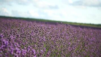 Lavender fields with fragrant purple flowers bloom at sunset. Lush lavender bushes in endless rows. Organic Lavender Oil Production in Europe. Garden aromatherapy. Slow motion, close up video