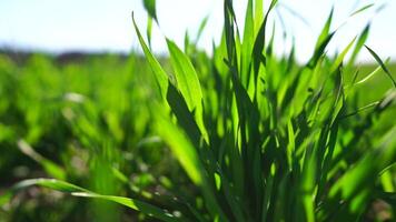 Grün Gras schließen hoch. Grün Weizen Feld mit jung Stiele schwankend im das Wind. Ruhe natürlich abstrakt Hintergrund. Konzept von Landwirtschaft und Essen Produktion. schleppend Bewegung. video