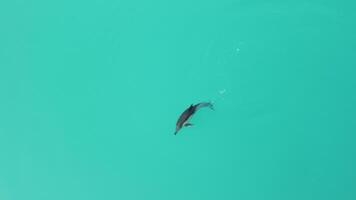 aéreo ver de el delfines despacio nadando en cristal claro calma turquesa aguas grupo de endémico marina mamíferos migrando a lo largo línea costera como visto desde arriba. video