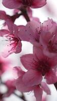 A close up of a bright pink flowers peach tree spring bloom. Vertical . Slow motion video