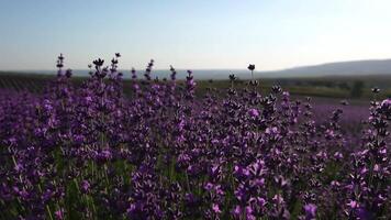 joven mujer con largo pelo suavemente caricia lavanda arbustos con mano. floreciente lavanda perfumado campos antecedentes con hermosa púrpura colores y bokeh luces. cerca arriba. selectivo enfocar. lento movimiento. video