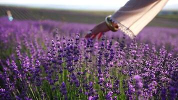 ein jung Frau sanft streichelt Lavendel Gebüsch mit ihr Hand im ein Boho Stil Armband. mit Lavendelduft Blühen Felder von schön lila Blumen und Bokeh. Nahansicht. selektiv Fokus. schleppend Bewegung video