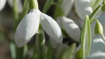 bi pollinerar snödroppe under tidigt vår i skog. snödroppar, blomma, vår. honung bi, apis mellifera besöker först snödroppar på tidigt vår, signal- slutet av vinter. långsam rörelse, stänga upp video