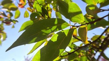 rijp dadelpruimen sieren boom takken. dadelpruimen hangen van boom takken met levendig bladeren in herfst gekust tuin, presentatie van natuur seizoensgebonden overgang. biologisch landbouw productie. eco landbouw video