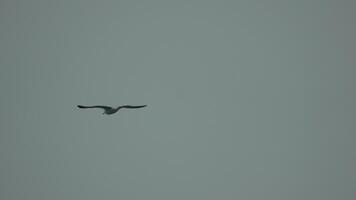 en flock av seagulls flyga i värma solnedgång himmel över de hav. silhuetter av seagulls flygande i långsam rörelse med de hav i de bakgrund på solnedgång. kväll. ingen. frihet begrepp. video