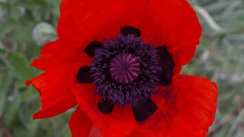 een rood papaver bloem met een donker centrum. scharlaken klaprozen bloemen met selectief focus. rood klaprozen in zacht licht. glade van rood papavers. zacht focus vervagen. papaver sp. video