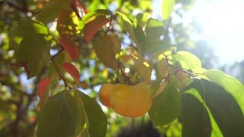 Ripe persimmons adorn tree branches. Persimmons hang from tree branches with vibrant leaves in autumn-kissed garden, showcasing nature seasonal transition. Organic agriculture production. Eco farming video