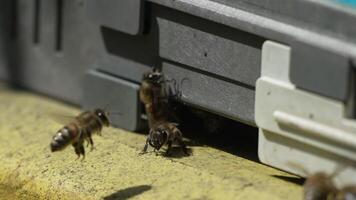 bin, pollen, bikupa - närbild se av bin med färgrik pollen på ben nära bikupa ingång, 240 fps långsam rörelse, pollinering bearbeta i natur. apis mellifera video