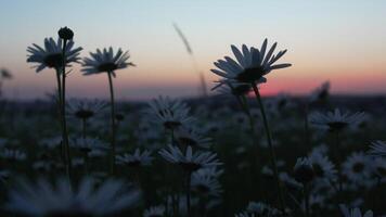 Chamomile. White daisy flowers in a summer field at sunset. Silhouette of blooming Chamomile flowers. Close up slow motion. Nature, flowers, spring, biology, fauna concept video