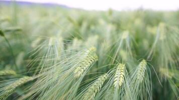 tramonto Grano campo. verde Grano germogli su un' campo nel il raggi di tramonto, con giovane spara a primavera. concetto di Grano agricoltura, agricoltura e biologico eco-bio cibo produzione video