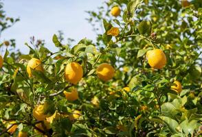 Fresh ripe yellow lemons on a lemon tree among green foliage in a rural garden photo