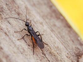 de cerca de un insecto atanycolus cappaerti en un de madera antecedentes foto