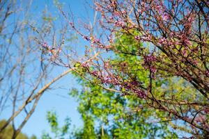 Tree branches blooming with pink flowers against the blue sky photo