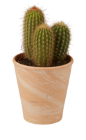 cactus in a pot cut out isolated transparent background png