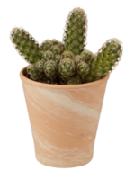 cactus in a pot cut out isolated transparent background png