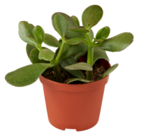 cactus in a pot cut out isolated transparent background png