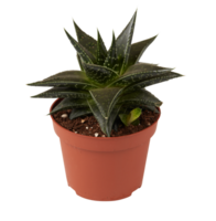 cactus in a pot cut out isolated transparent background png